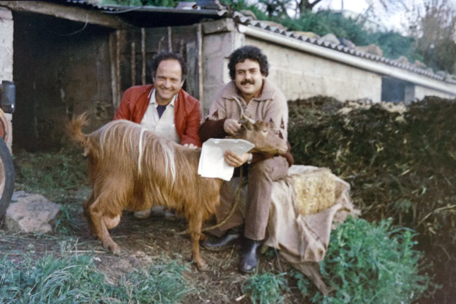 Juan F. Capote y sus cabras.